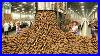 How_Millions_Tons_Of_Cassava_Are_Processed_Massive_Cassava_Starch_Farming_U0026_Processing_01_hvy